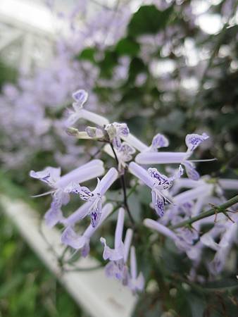 香草菲菲 (22).JPG
