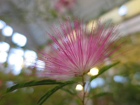 香草菲菲 (25).JPG