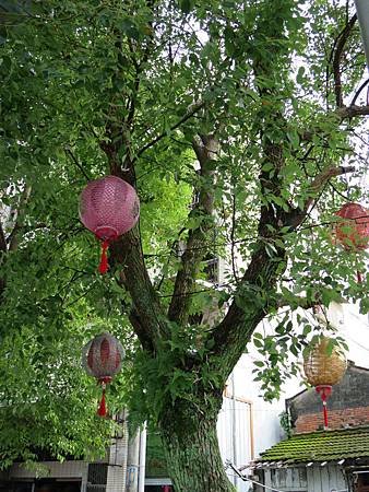楊士芳紀念林園 (12).JPG