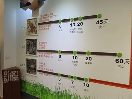 蜜蜂工坊 (25).JPG