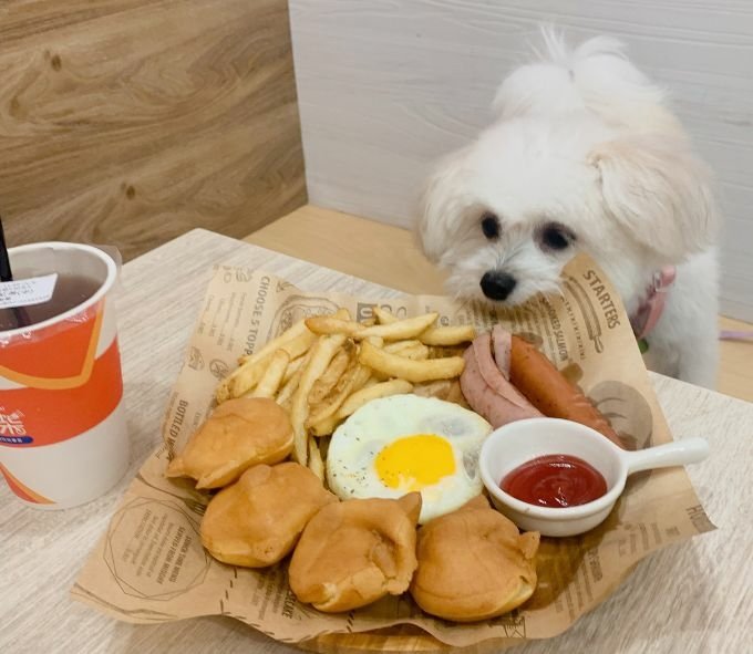 【新北板橋早午餐店】朝柴肉蛋吐司新埔店｜早餐來份熱呼呼的柴犬