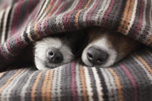 keep-your-dog-warm-this-winter-1-size-3-300x200.jpg