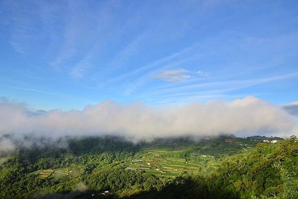 阿里山隙頂 (11)