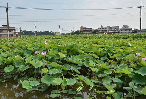 屯山里白荷