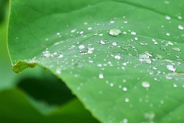 雨荷 (4)