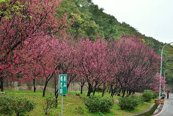 壽山巖觀音寺賞櫻 (7)