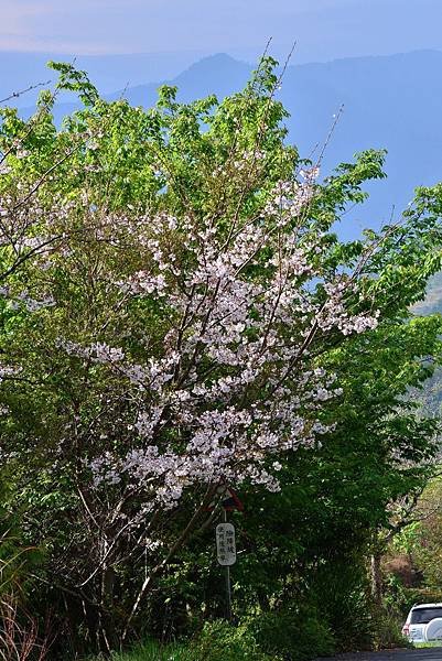 3月武陵 (13).jpg
