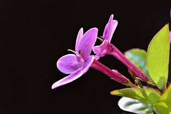 紫雲杜鵑花 (3)