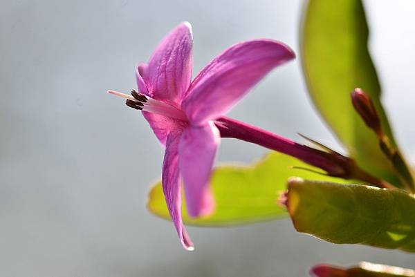 紫雲杜鵑花 (4)