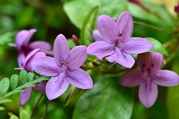 紫雲杜鵑花 (5)