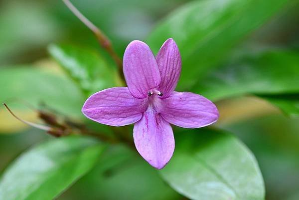 紫雲杜鵑花 (6)