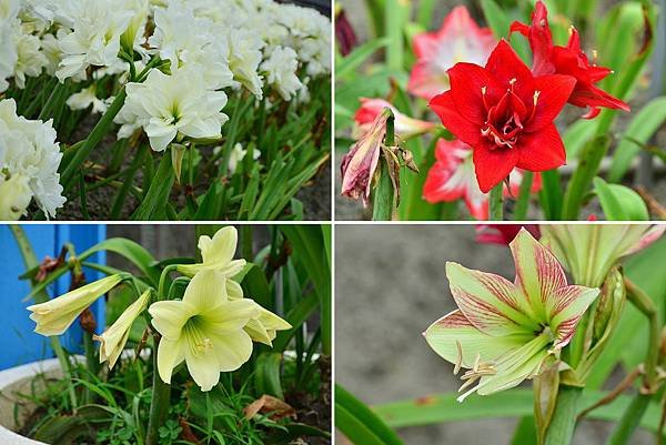 四湖長春孤挺花園 (1)