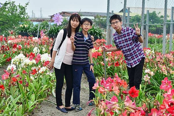 四湖長春孤挺花園 (13)