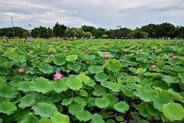 二重荷花公園 (11)