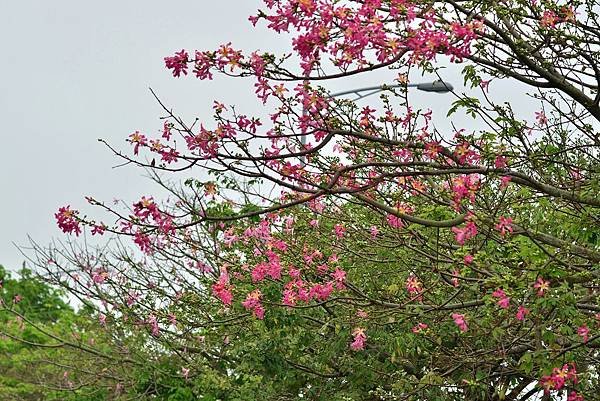 美人樹 (3)