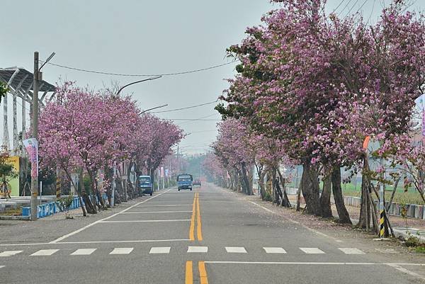 馬光國中羊蹄甲大道 (5)