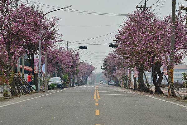 馬光國中羊蹄甲大道 (10)