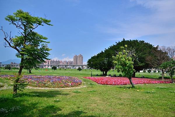 水漾公園花海 (1)