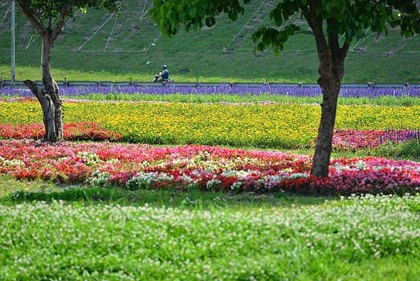 水漾公園花海 (9)