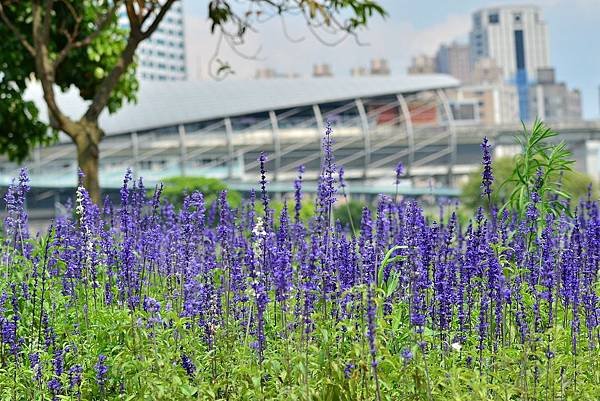 水漾公園花海 (12)