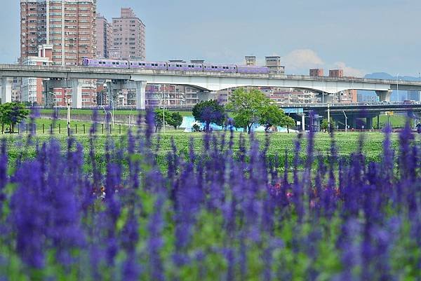 水漾公園花海 (16)