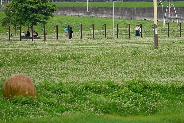 水漾公園花海 (22)