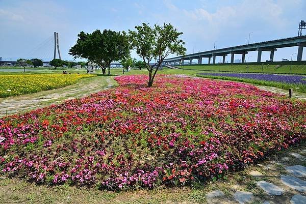 水漾公園花海 (23)