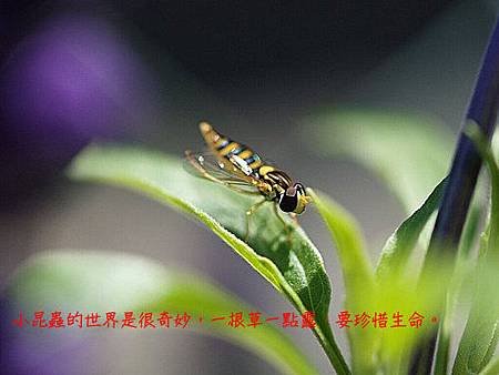 小昆蟲