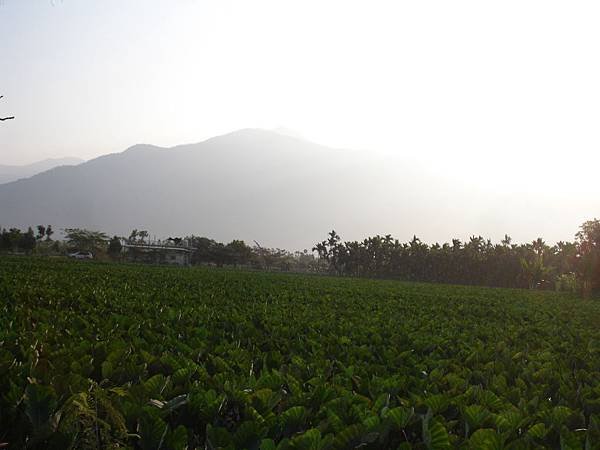 2014屏東高樹蜜鄉國際馬拉松 (8).JPG