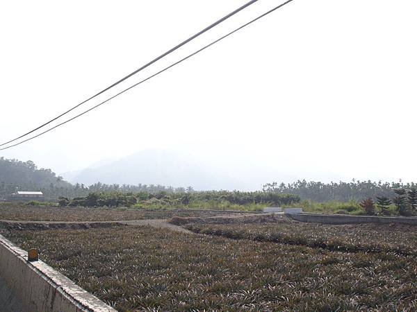 2014屏東高樹蜜鄉國際馬拉松 (32).JPG