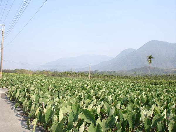 2014屏東高樹蜜鄉國際馬拉松 (42).JPG