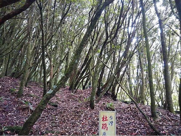 20160903日月潭泳渡 (12).jpg