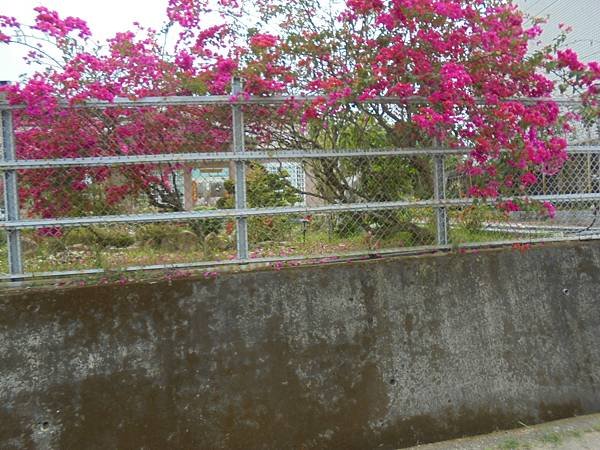 DSC08550.JPG