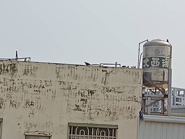 陽台上的鳥巢