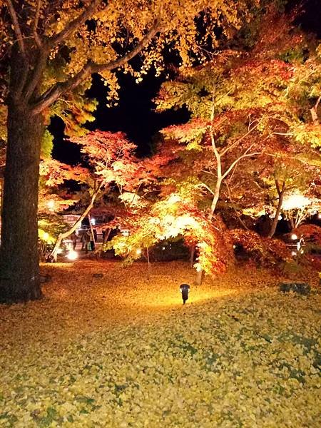 IMG_20181115_190304.jpg