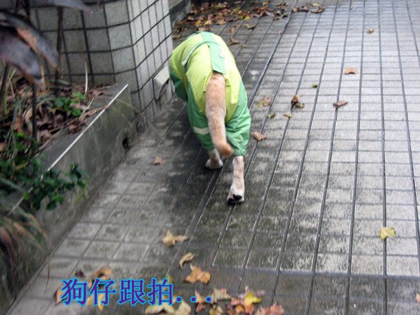 狗仔跟拍.jpg