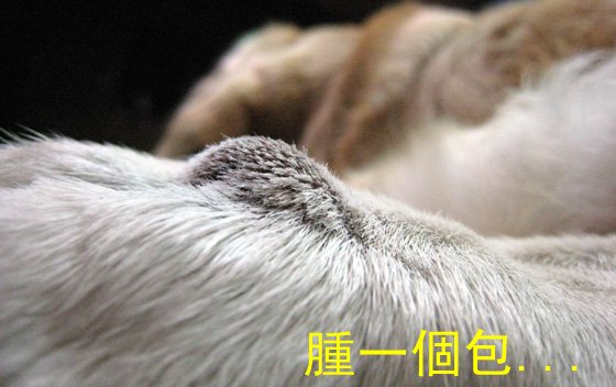 腫一個包.jpg