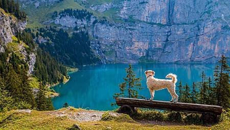 swan-on-lake-against-mountain-247522.jpg