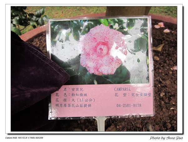 甘貝兒.jpg