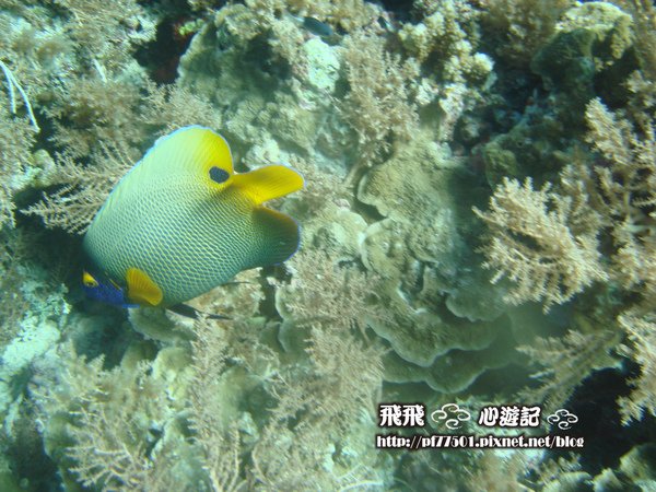 魚.JPG