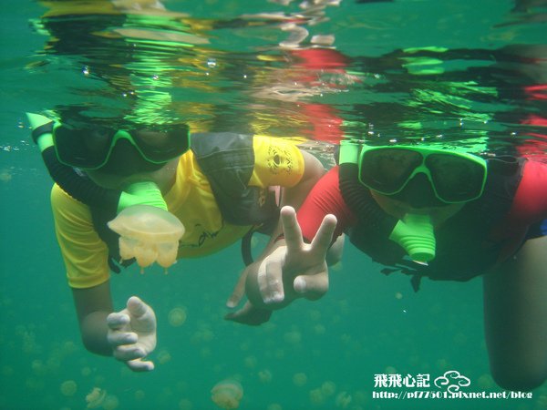 水母4.JPG