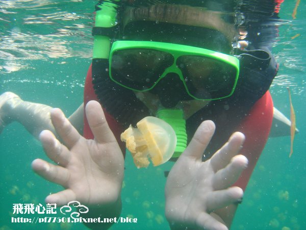 水母2.JPG