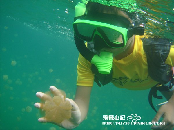 水母3.JPG