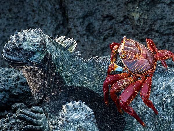 sally-crab-iguana-galapagos_89335_990x742