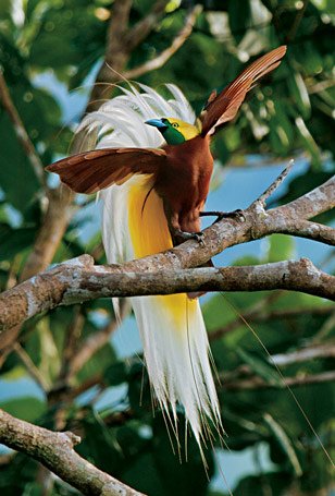 lesser-bird-of-paradise-455v