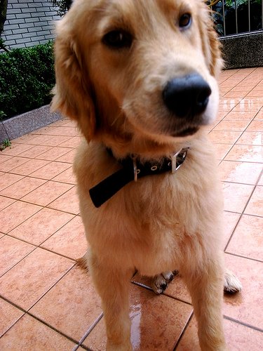 小狗