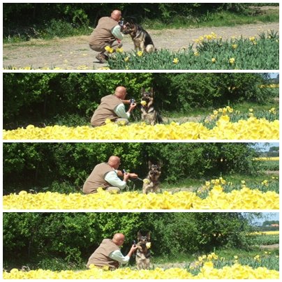 dog and tulip.jpg