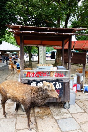 DSC04671.JPG - 105年戀上日本四國~小豆島．溫泉五日遊