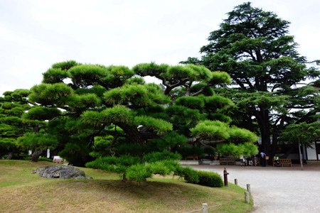 DSC03425.JPG - 105年戀上日本四國~小豆島．溫泉五日遊