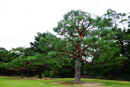 DSC03438.JPG - 105年戀上日本四國~小豆島．溫泉五日遊